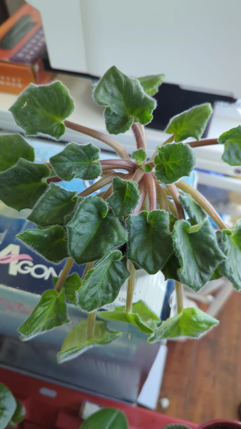 African Violet Plant