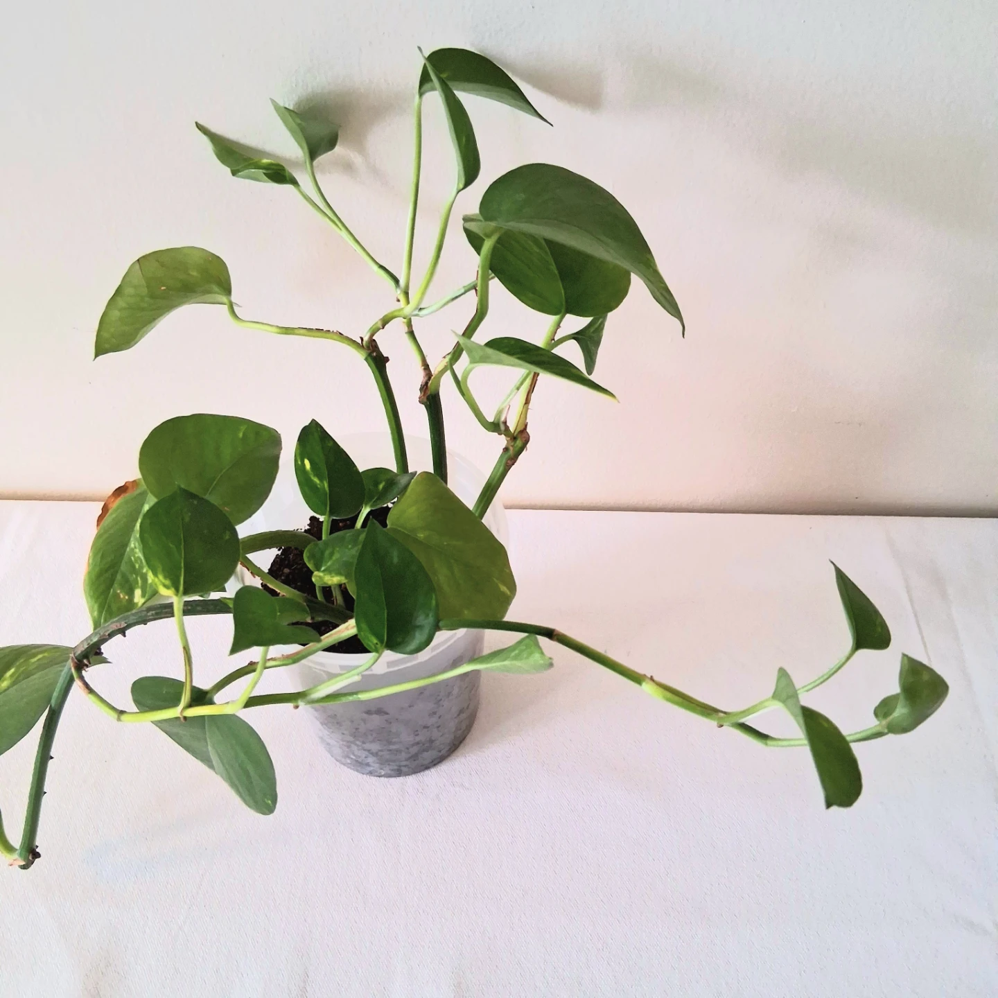 🌱 Golden Pothos 🌻
