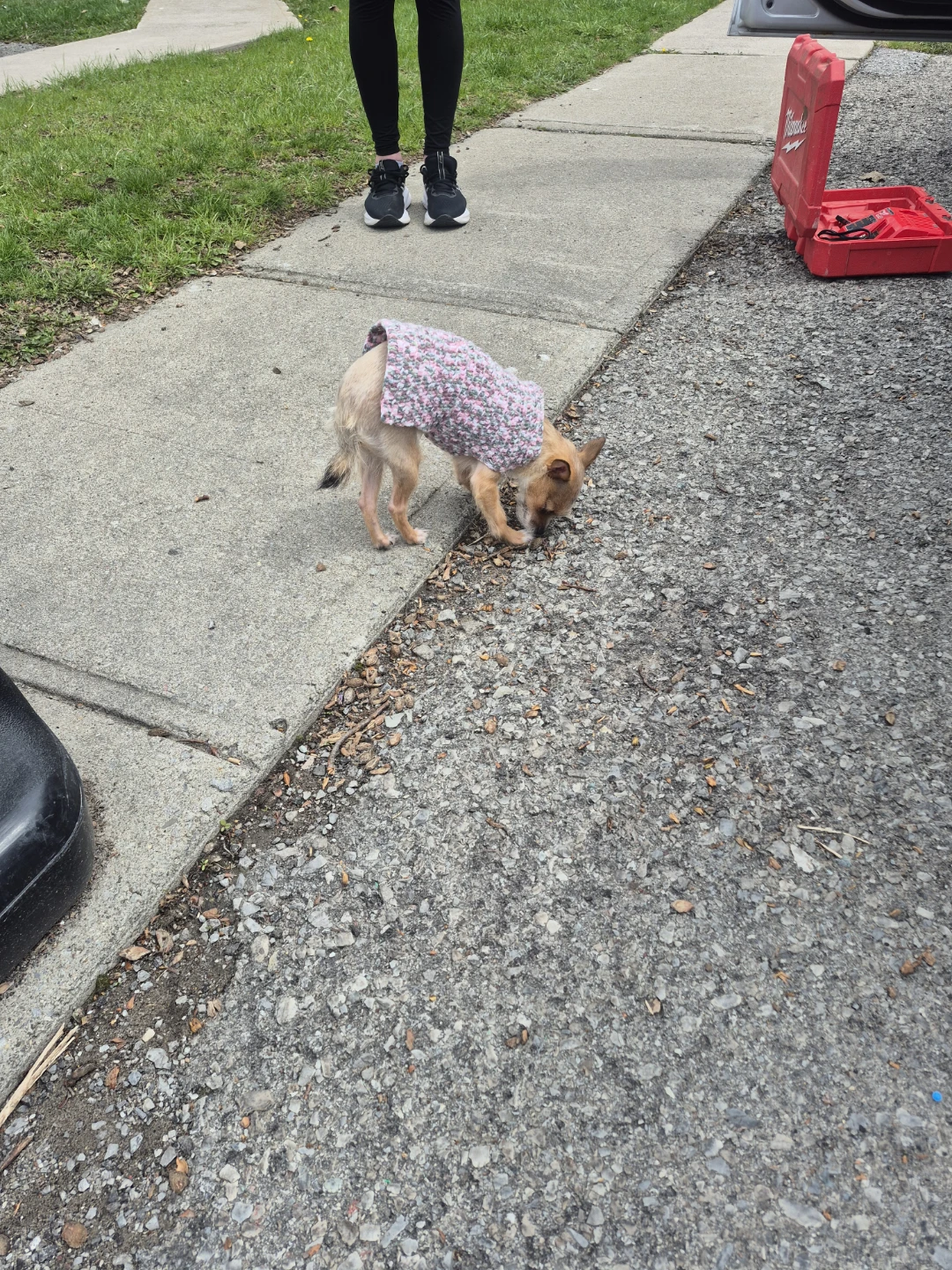 Handmade Crochet Dog Sweater - photo 3