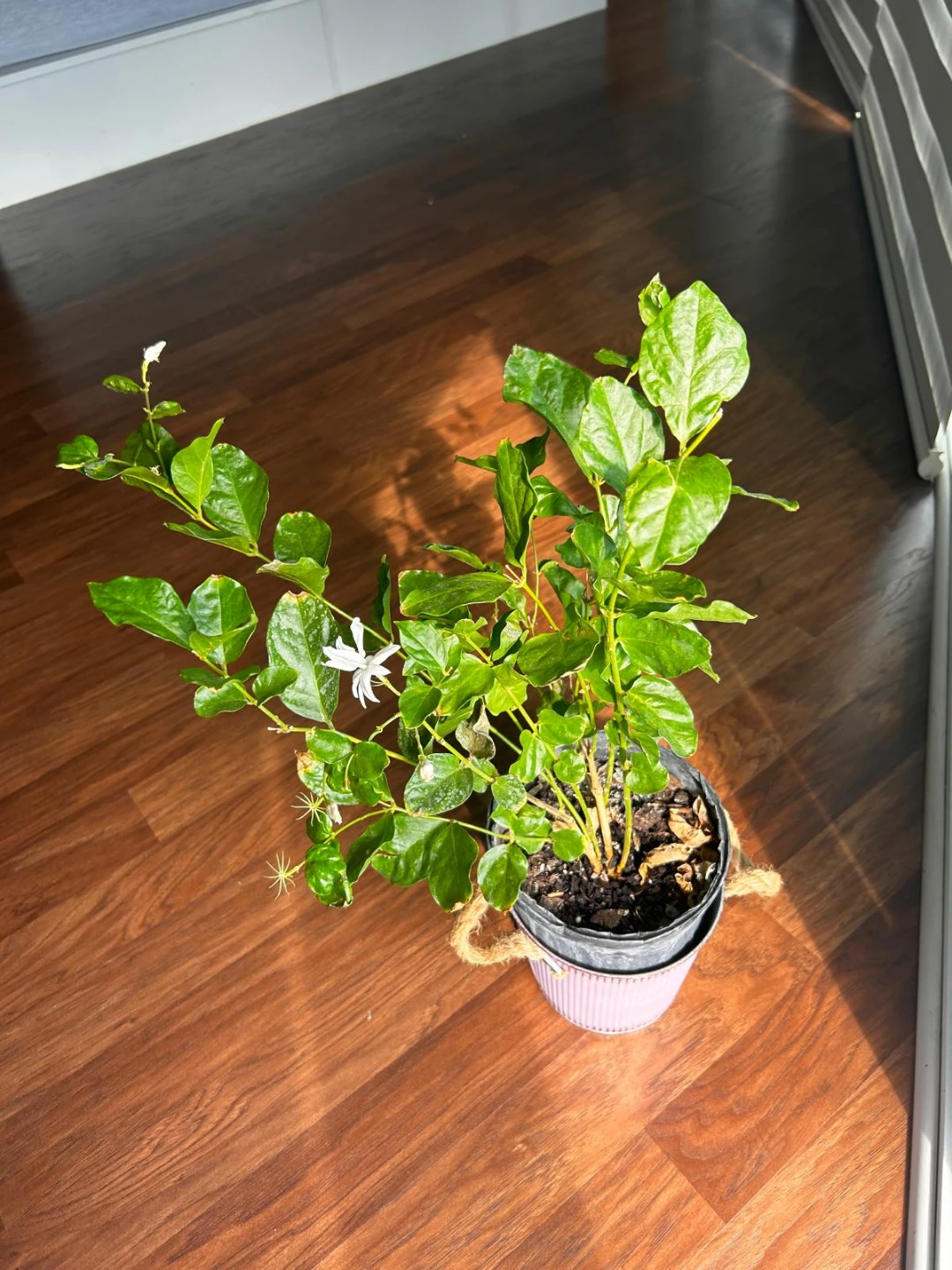 Jasmine Plant in Pot