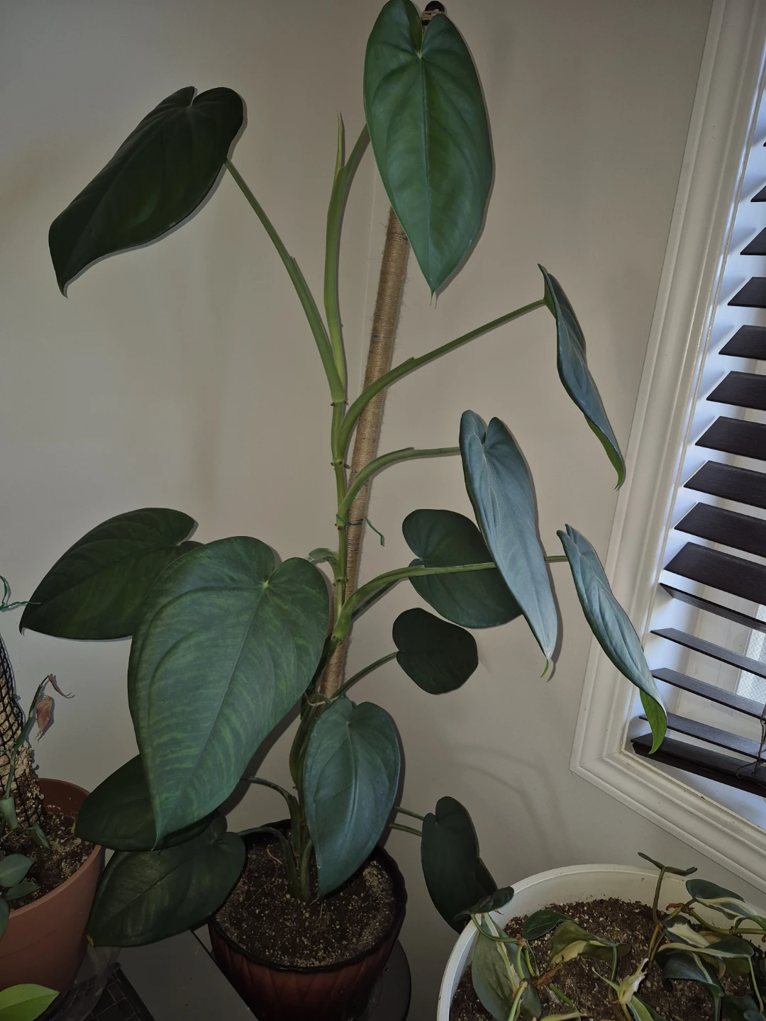 Syngonium chiapense - photo 4
