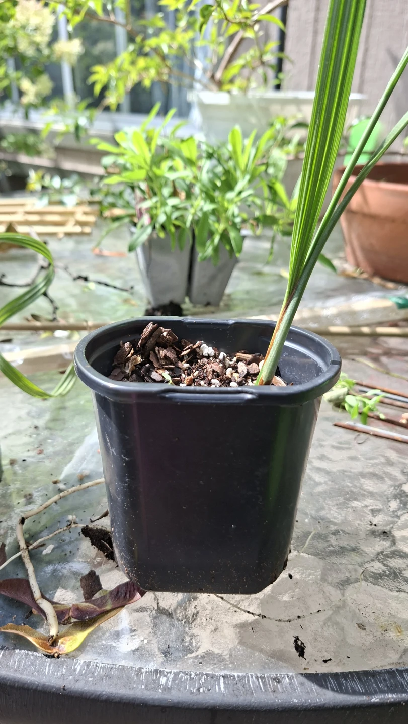 🌴 Young Date Palm Plant 🌴 - photo 4