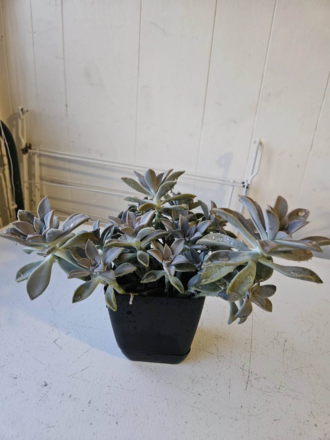 Echeveria Succulent Plant in Black Pot - photo 5