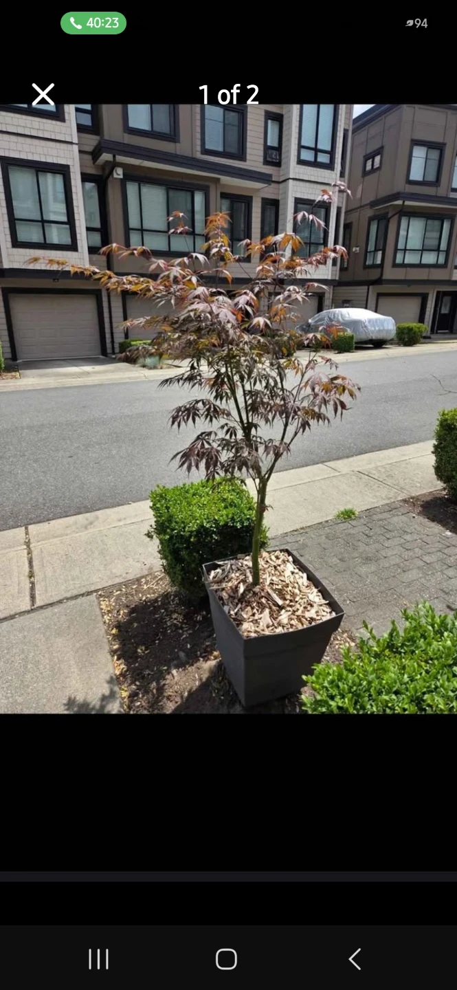 Japanese Maple Tree in Pot