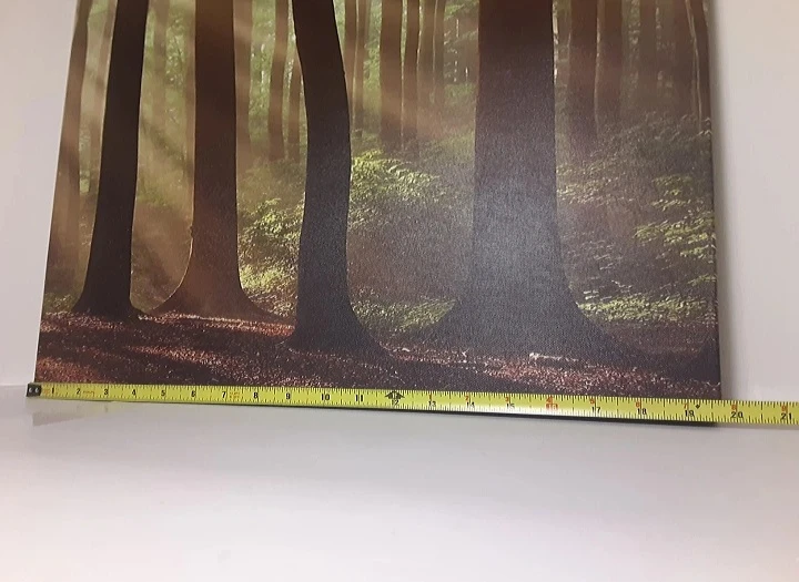 Forest Scene Photograph | Canvas Art Print 20"x20" (-) - photo 3