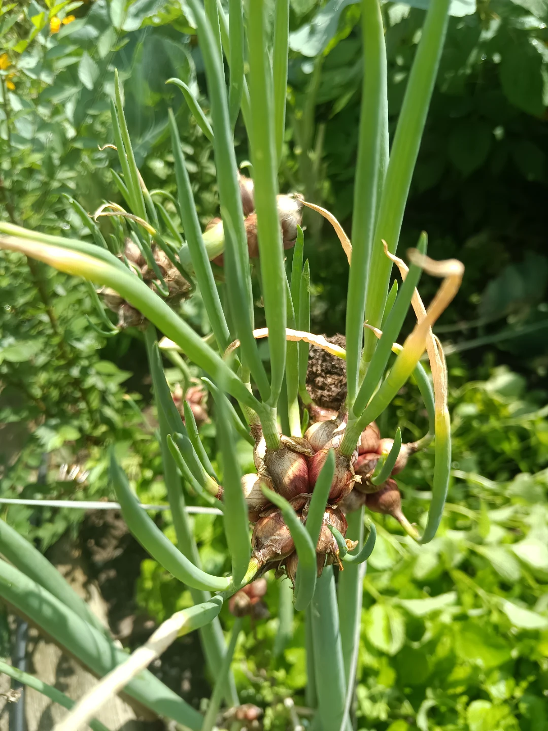 Walking Onion Bulbs