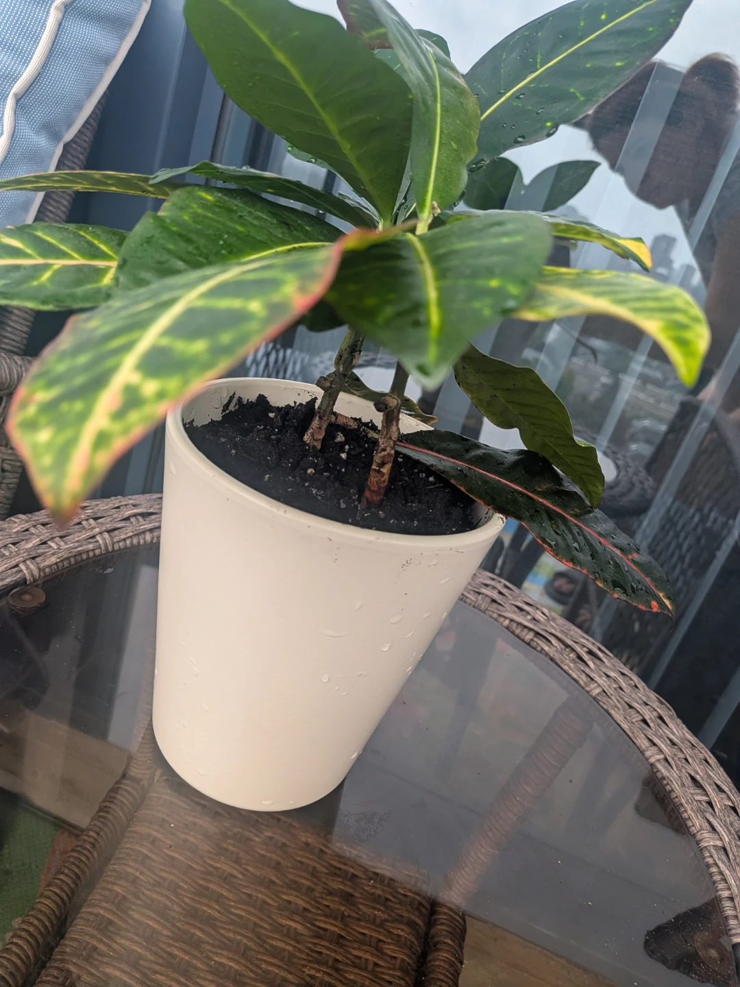 Croton Plant in White Pot - photo 2