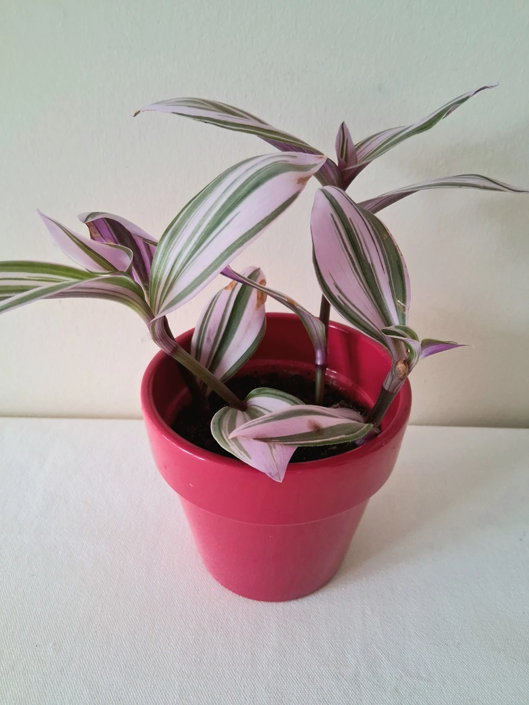 🌱 Fantasy Venice in Ceramic Pot 💜 - photo 3