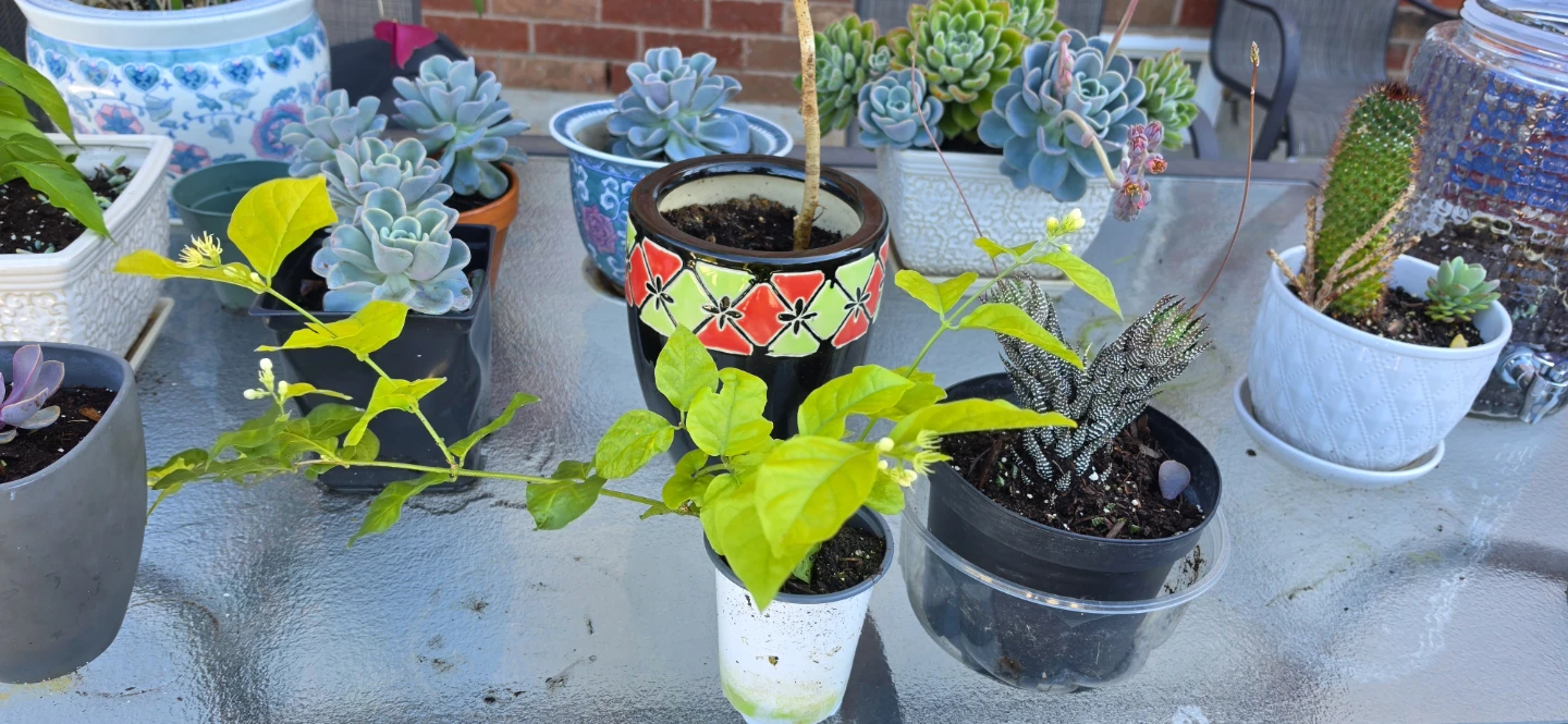 Fragrant Jasmine Plant