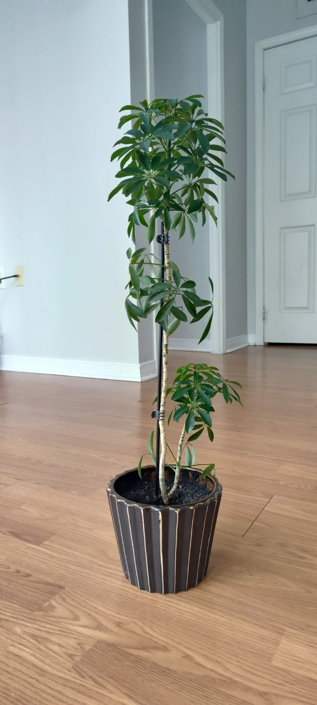 Schefflera Plant (Umbrella Plant) - 65 cm in Height - photo 2