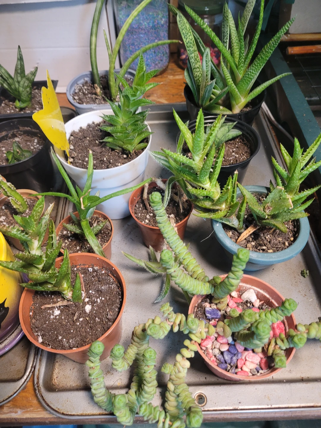 Succulents - photo 2
