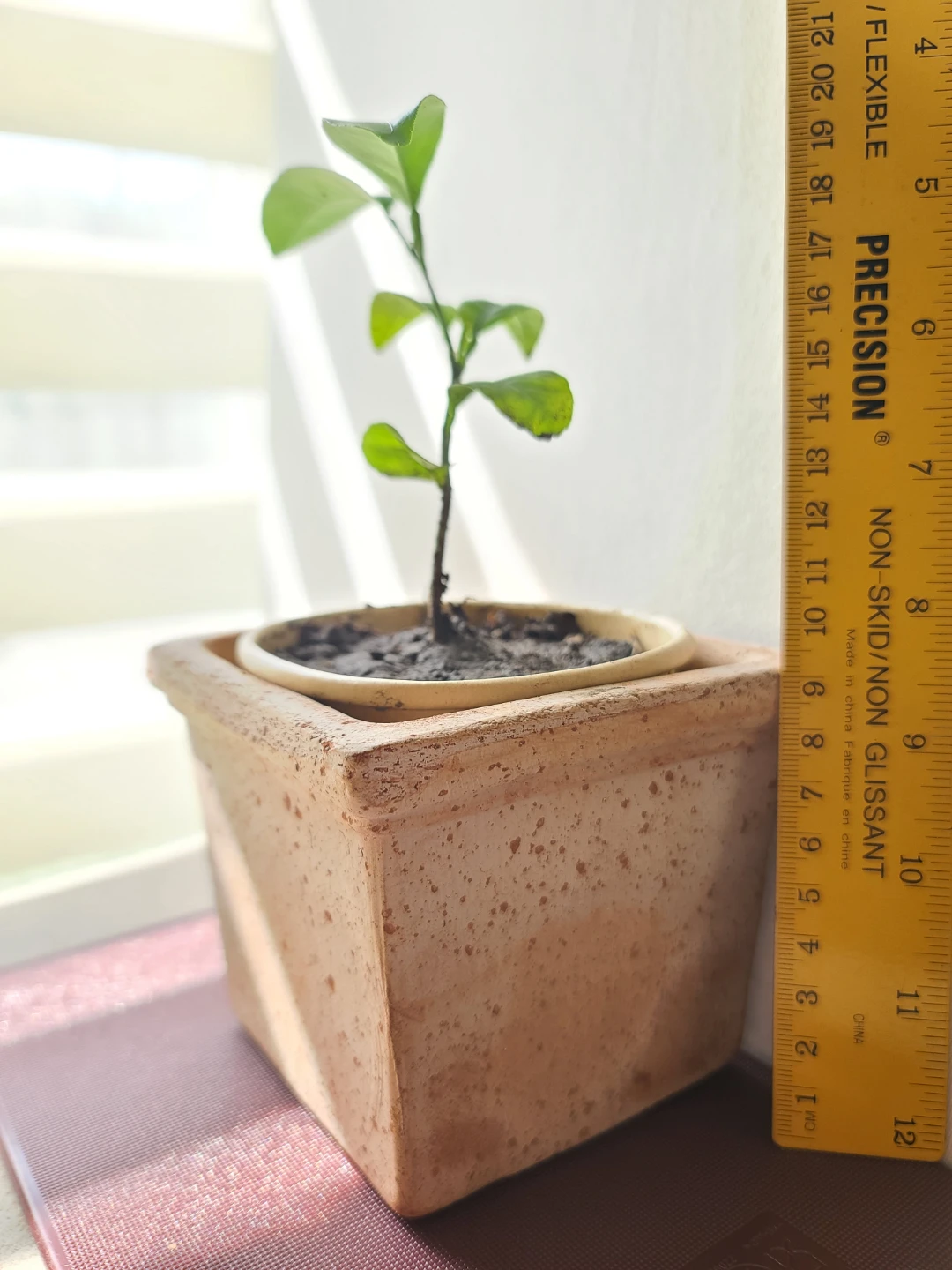 Artistic Homegrown Potted Orange Trees (Set of 4) —  $30 for all - photo 2