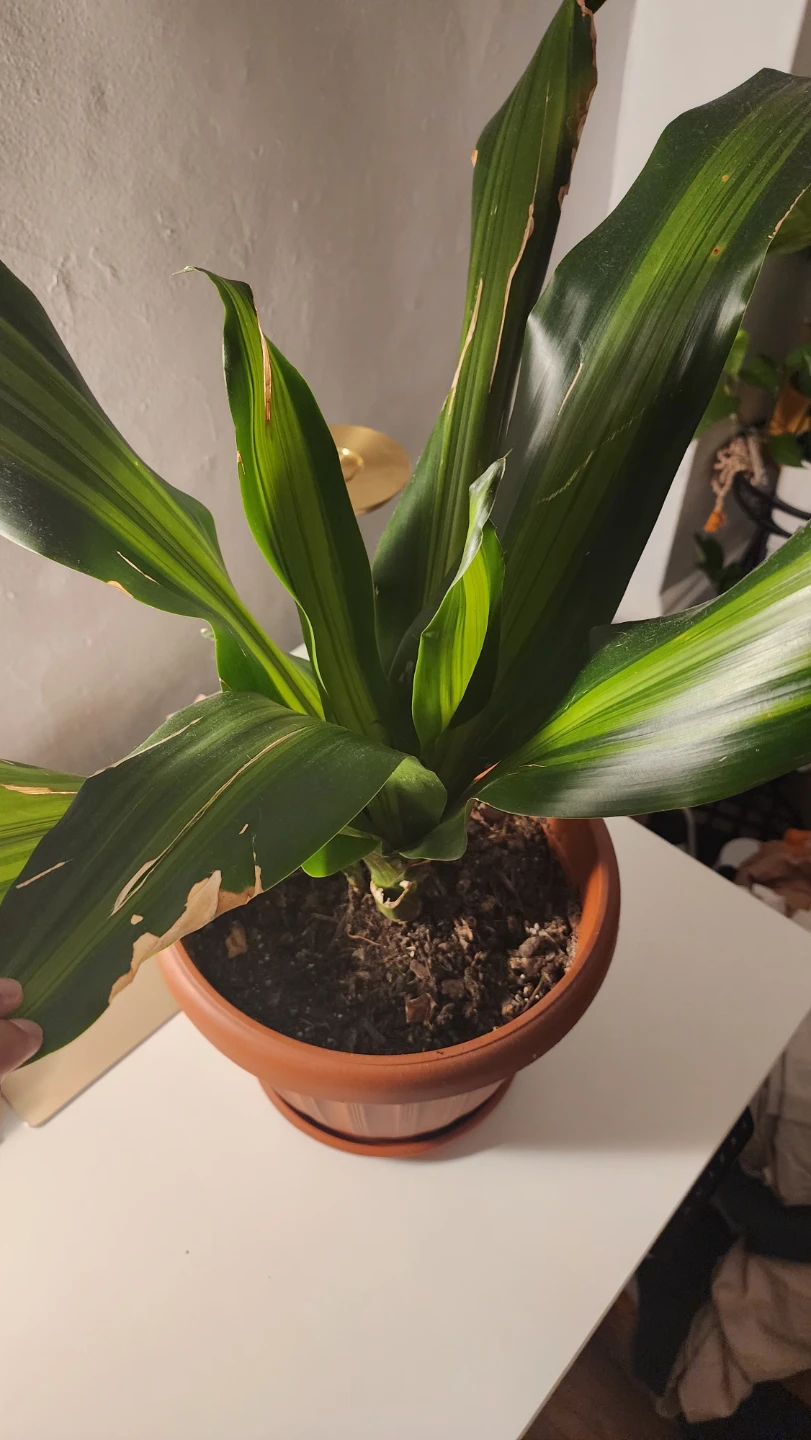 Dracaena Fragrans / Corn Plant or Mass Cane
