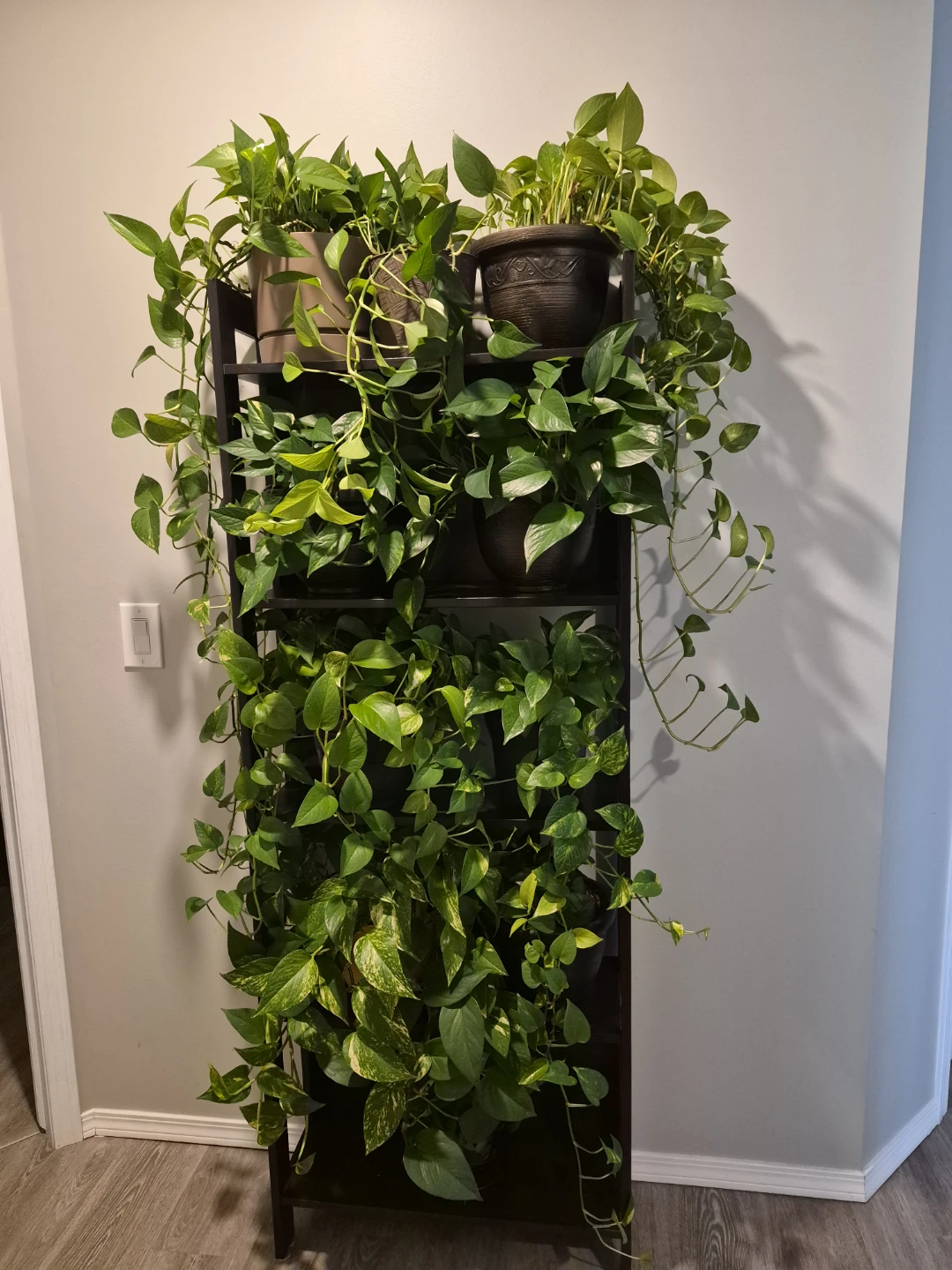 Real pothos plants - Various sizes - photo 3