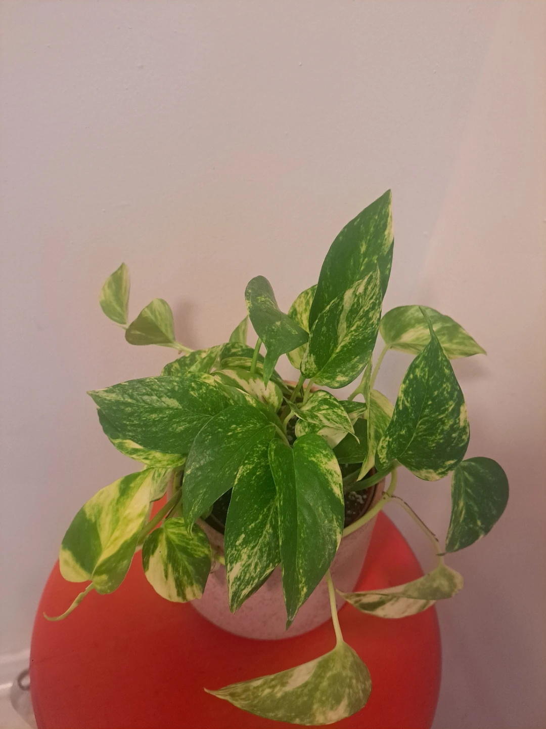 Pothos plant in pretty pink pot 💗 - photo 2