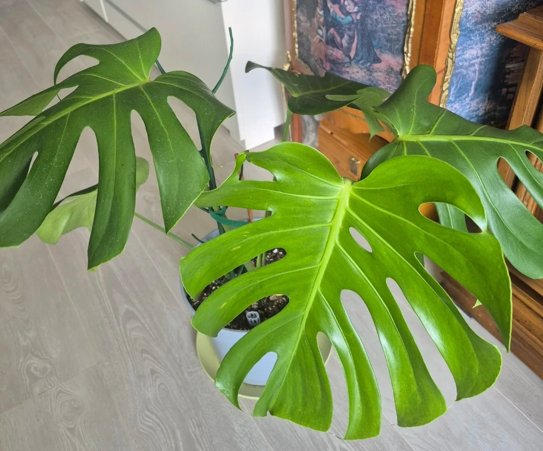 Monstera Deliciosa Plant - photo 2