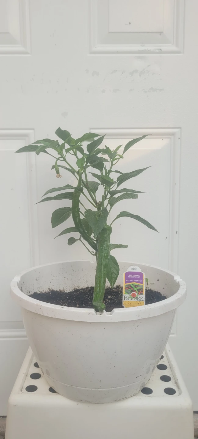 Hot pepper plant