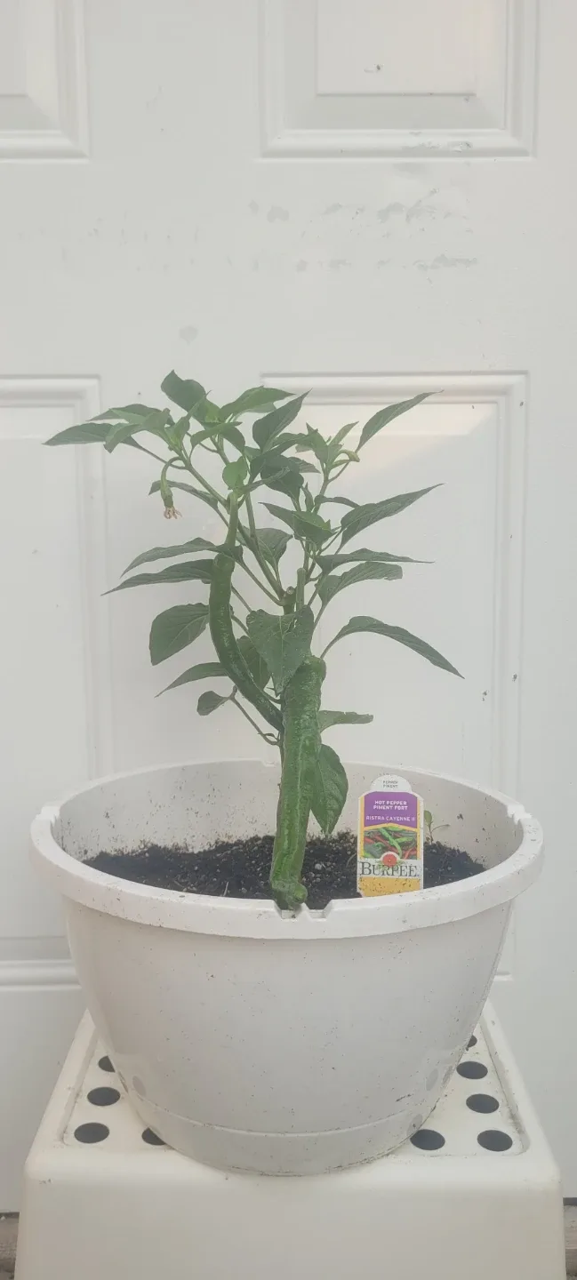 Hot pepper plant