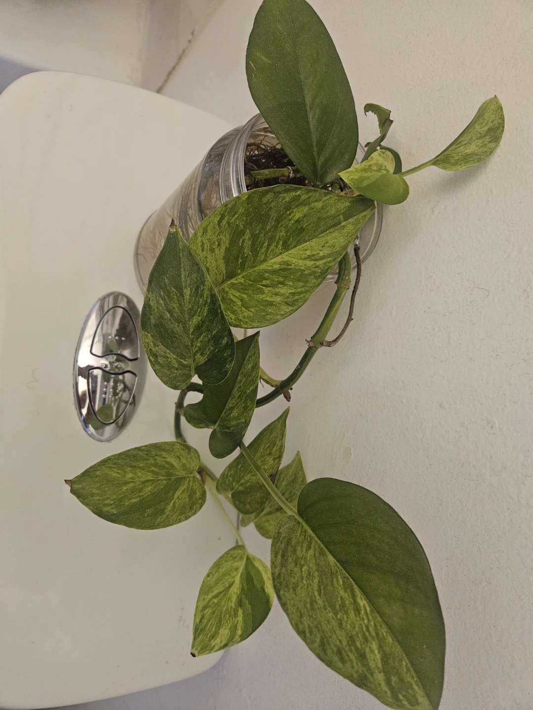 Pothos Plant Cutting in Water - photo 3