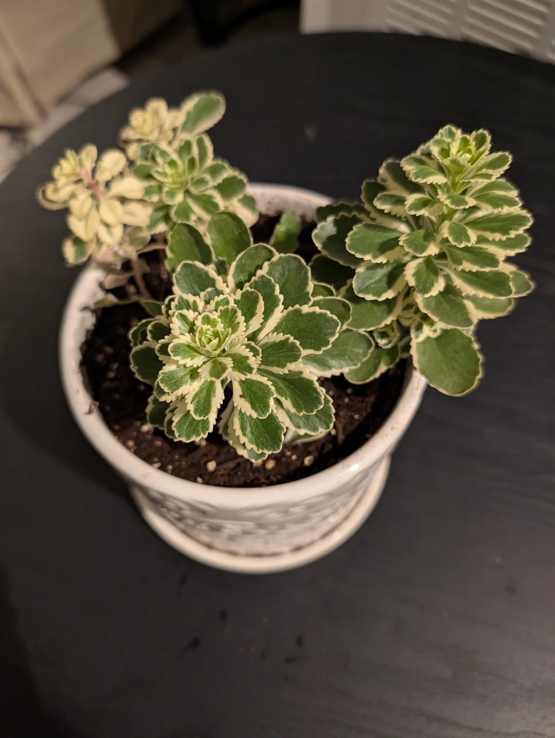 Variegated Sedum Plant in Embossed Pot