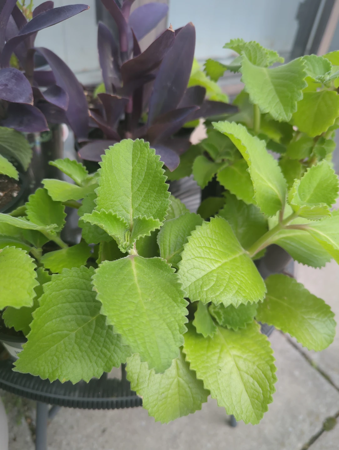 Mexican mint, broad organano