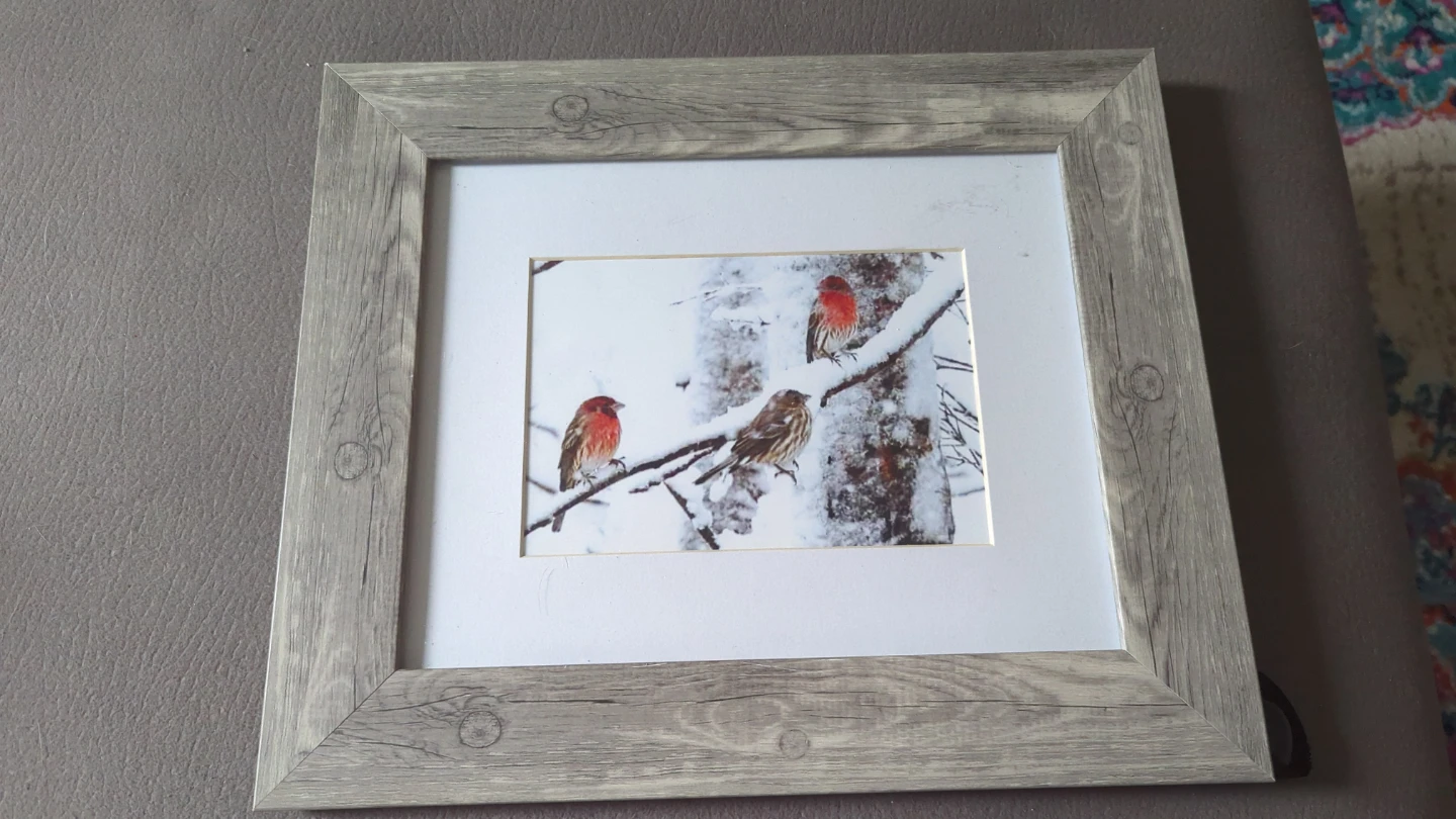 Framed winter bird print