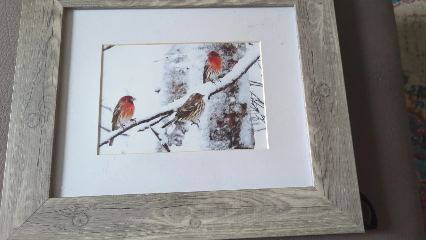 Framed winter bird print - photo 2