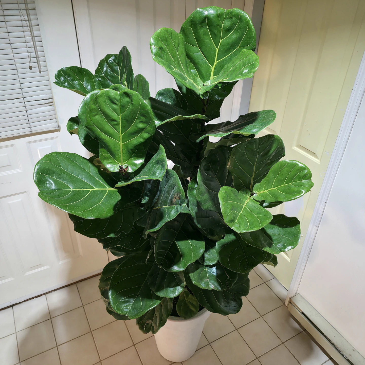 5ft Fiddle Leaf Fig Tree with Planter | ✅ ️ Local Delivery - photo 2