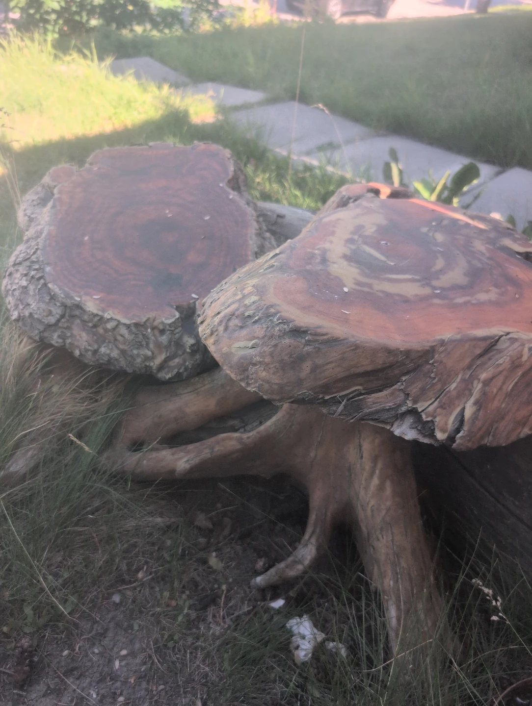 Unique Live Edge Wood Slice Table Base