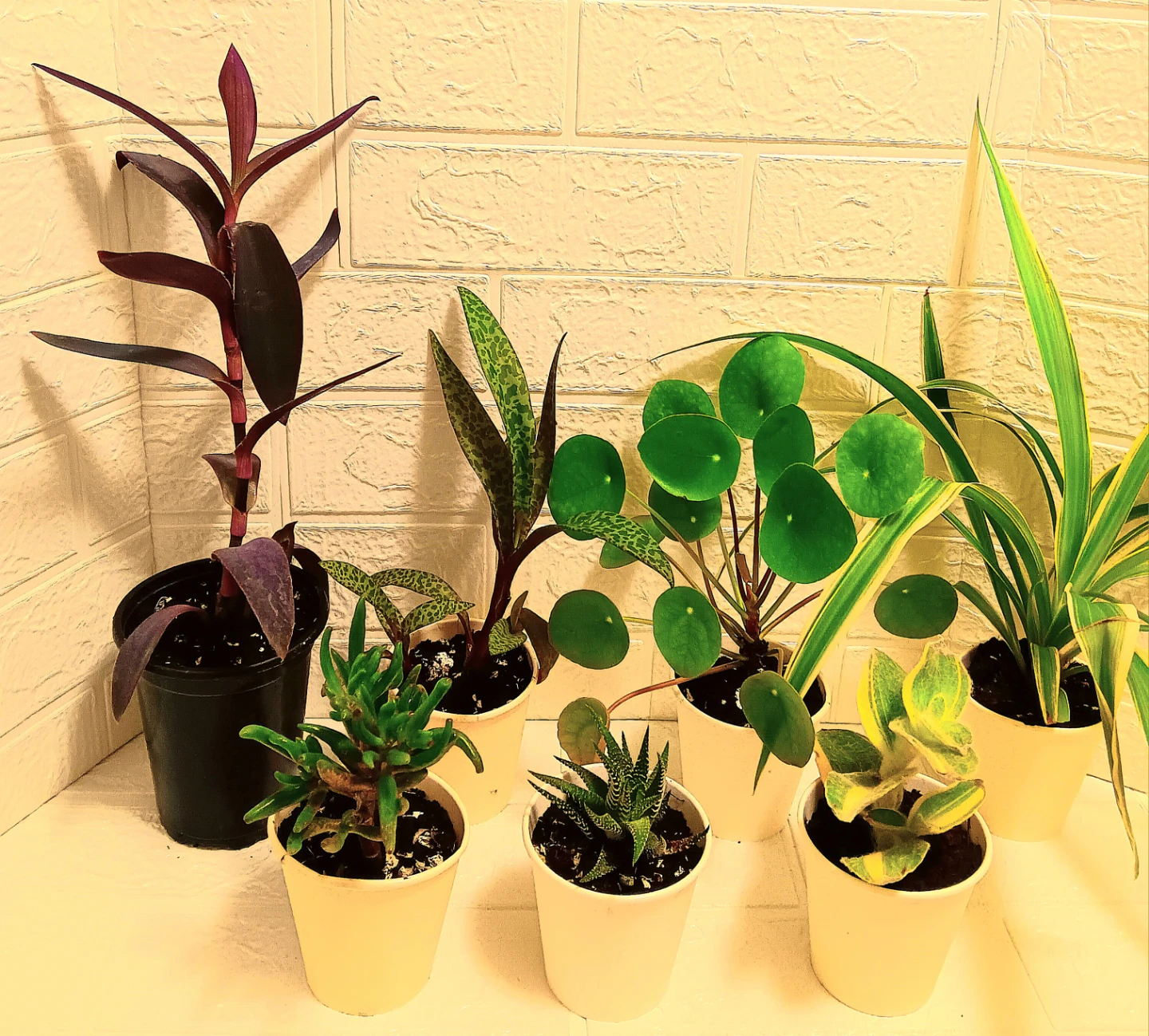 🪴Assorted Indoor Houseplants🪴 - photo 3