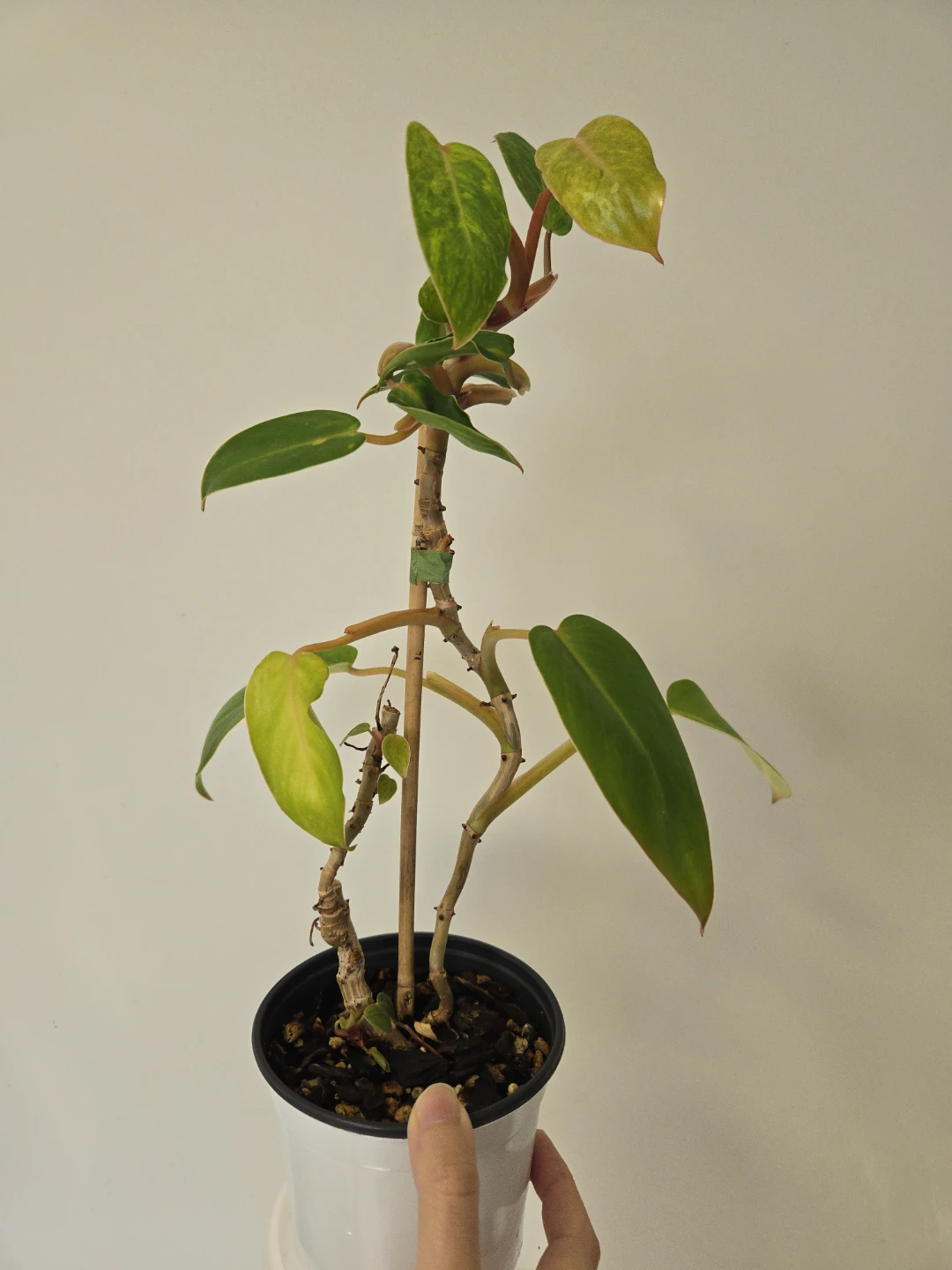 Philodendron painted lady - photo 2