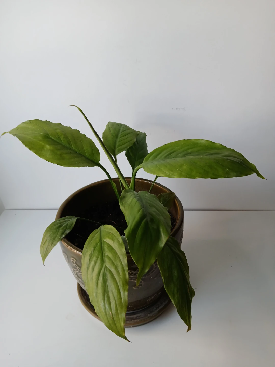 Potted Peace Lily Plant in Ceramic Pot. FIRM PRICE.