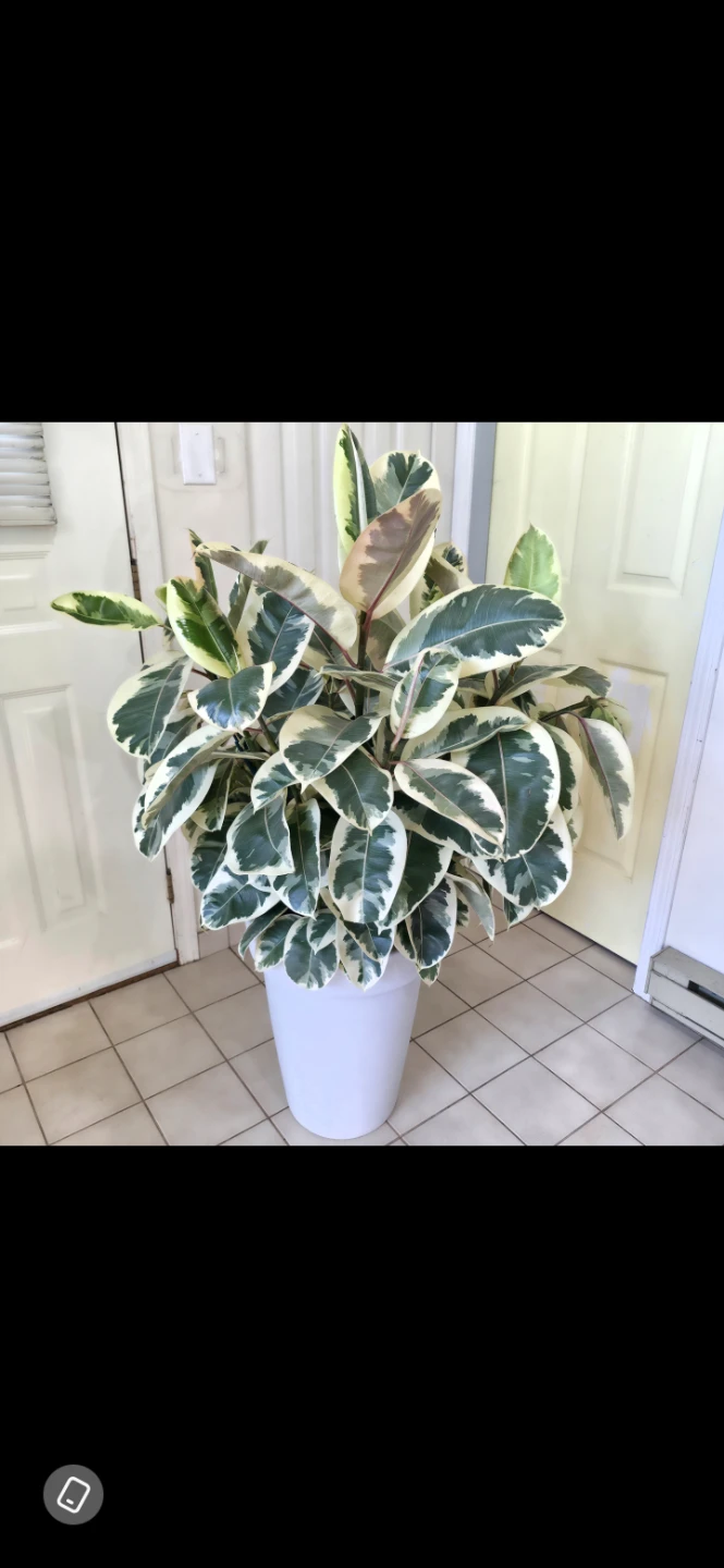 5ft Multi Stem Ficus 'Tineke' | Potted Rubber Tree Plant - photo 3