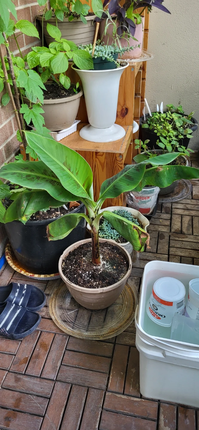 Small Banana Plant