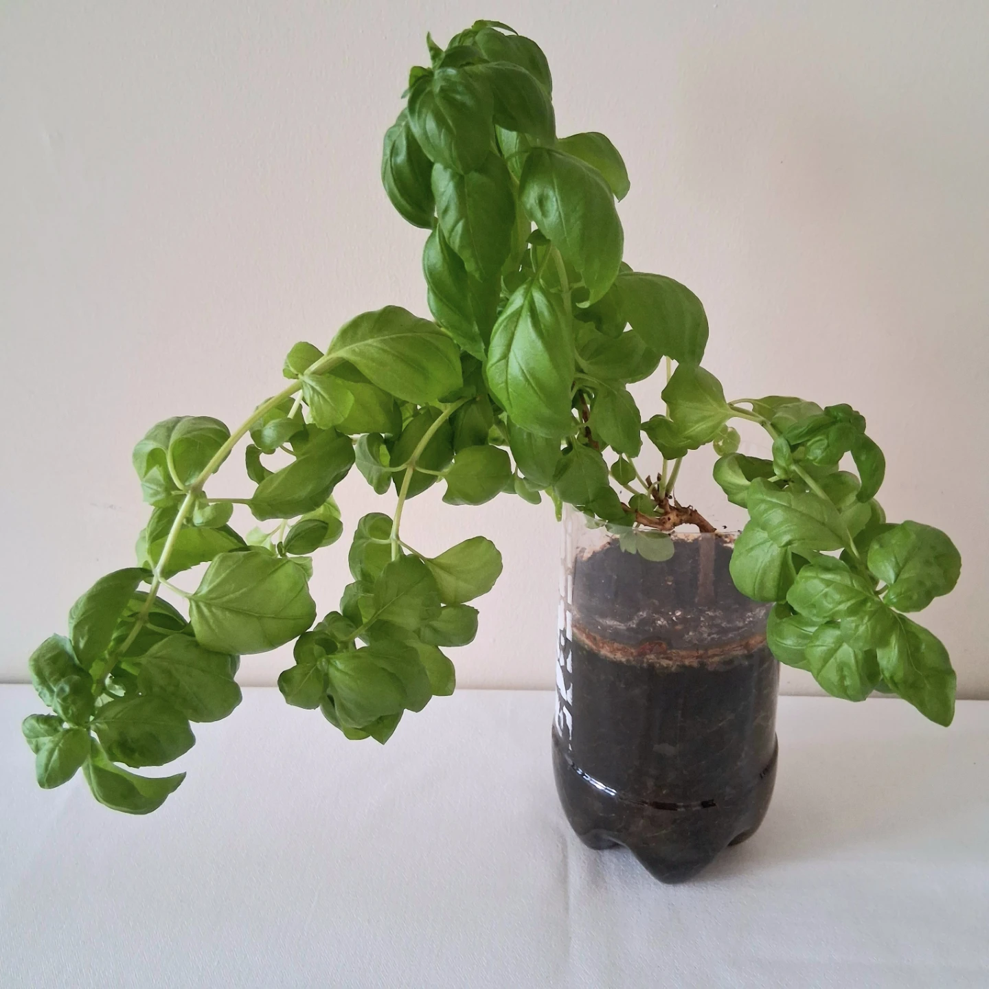 🌱 Green Basil 🌻