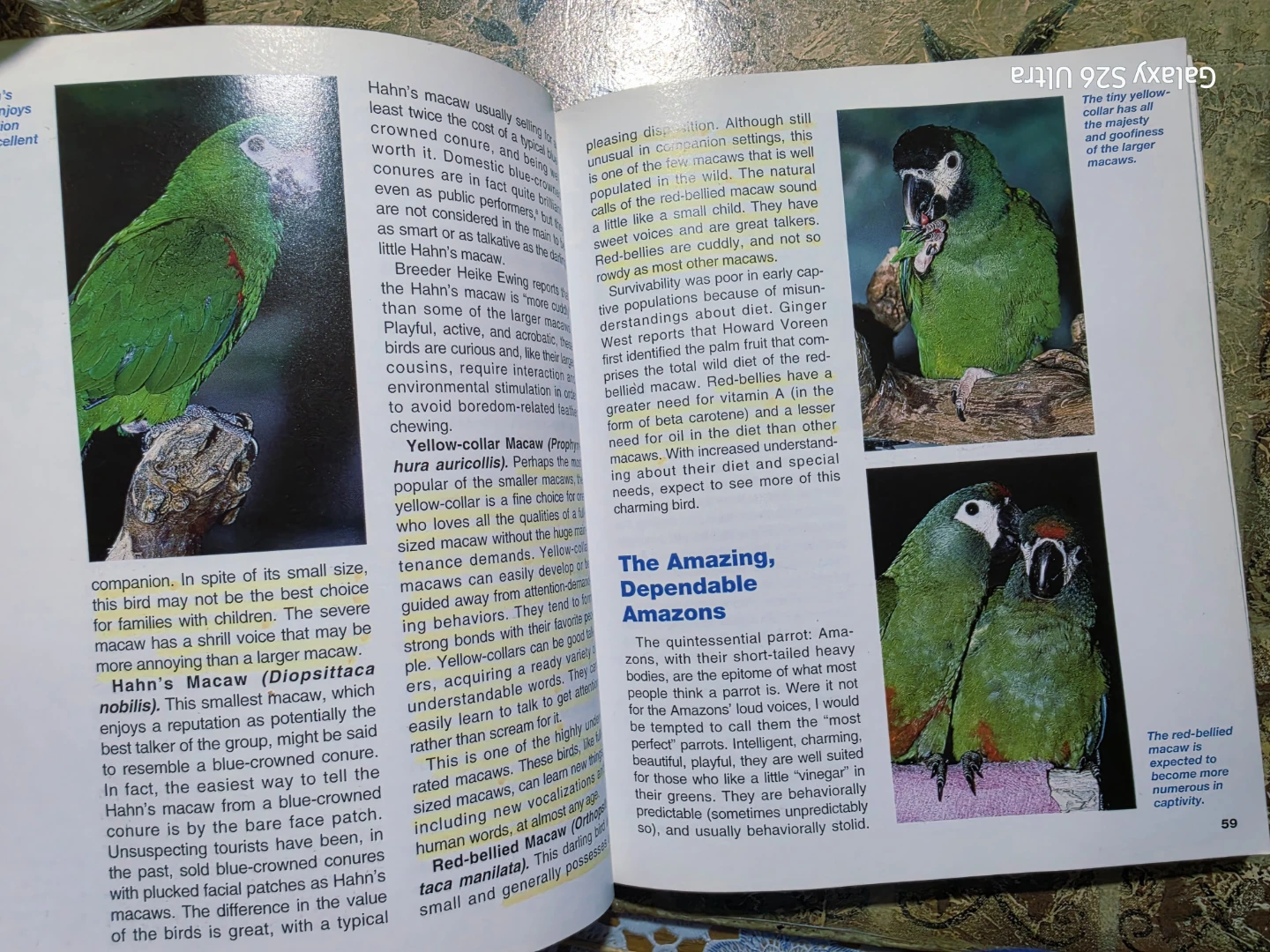Barron's Guide to Companion Parrot Behavior - photo 4