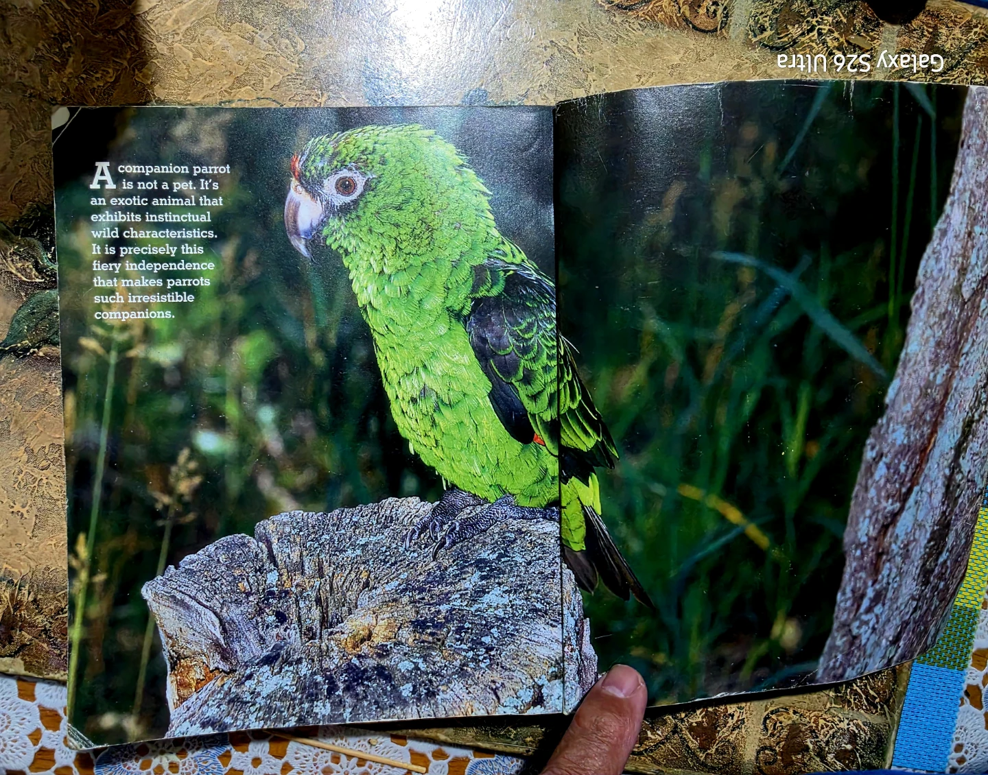 Barron's Guide to Companion Parrot Behavior - photo 5