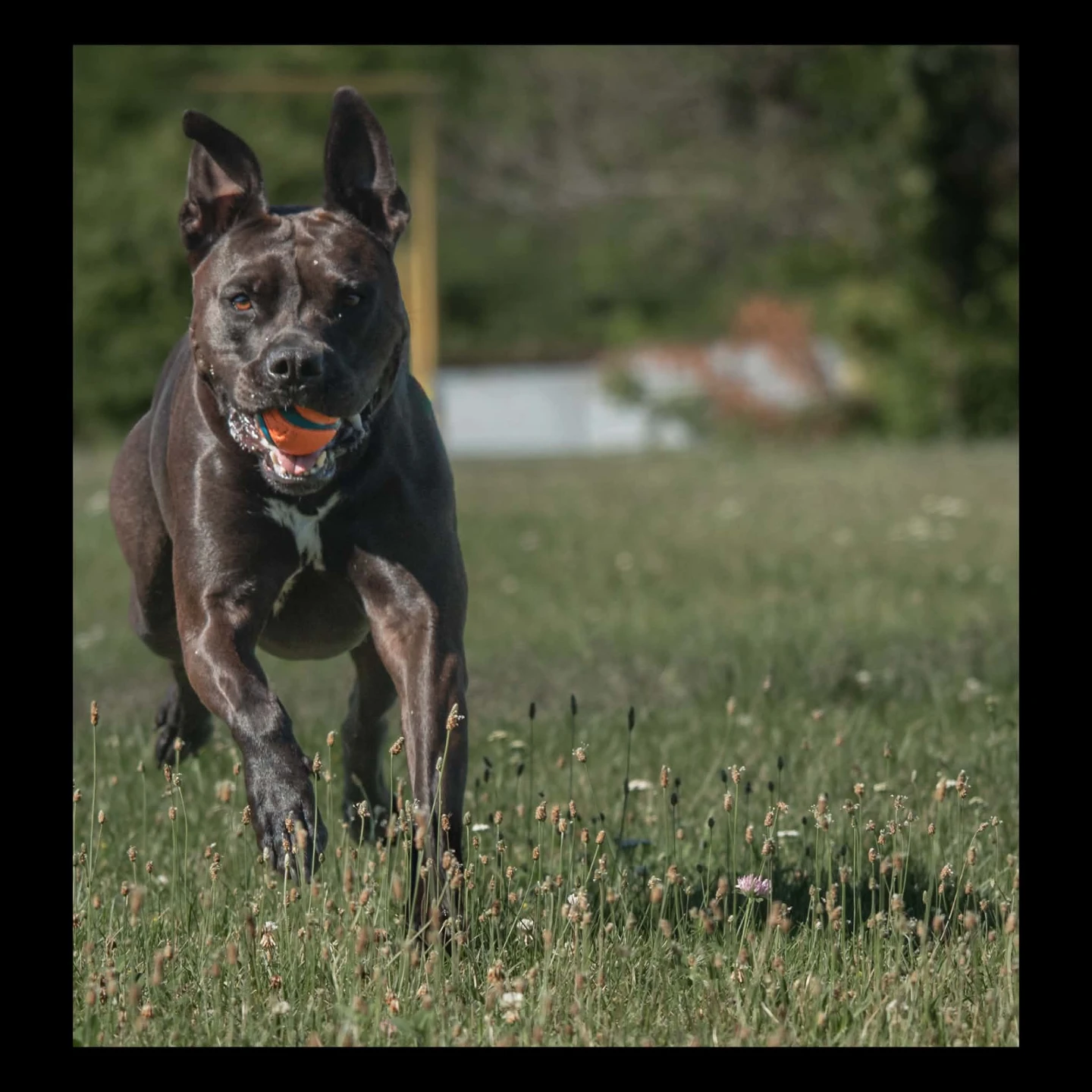 Because Your Dog Deserves Better Than Blurry Phone Pics - photo 3
