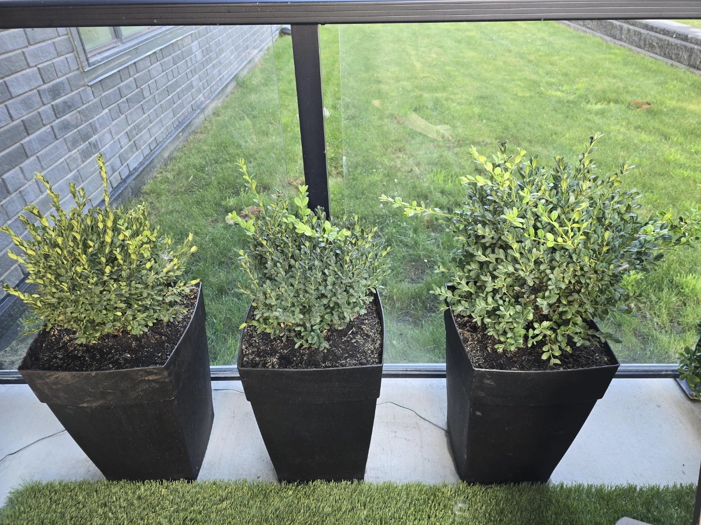 SHRUBS and MORE SHRUBS for $5.00