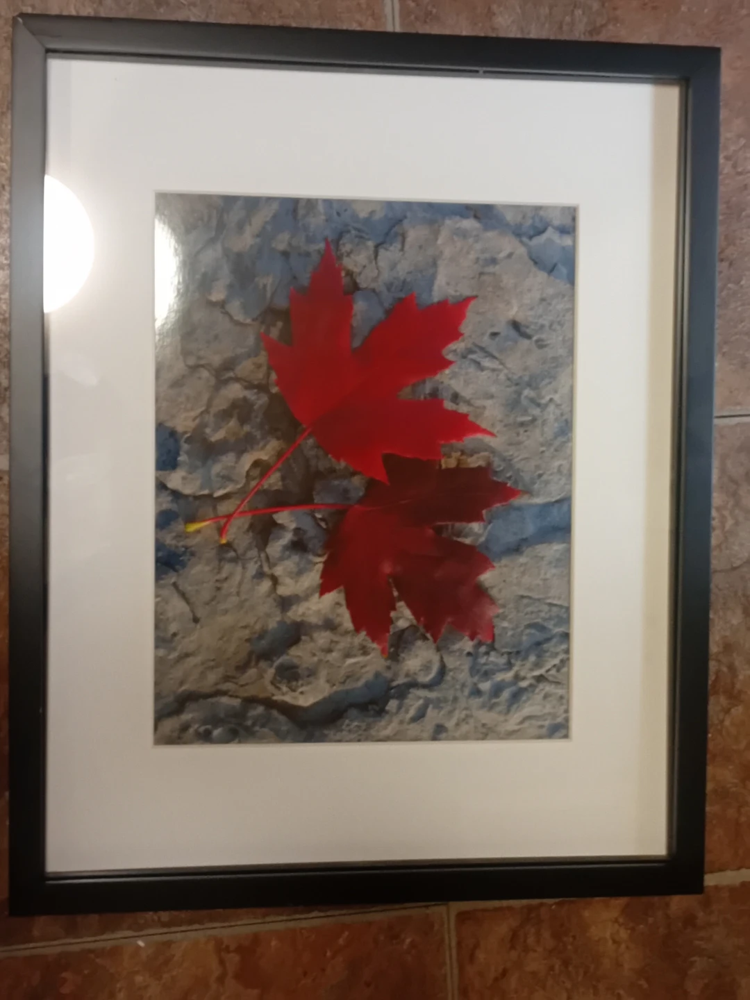 Framed Red Maple Leaf Art Print
