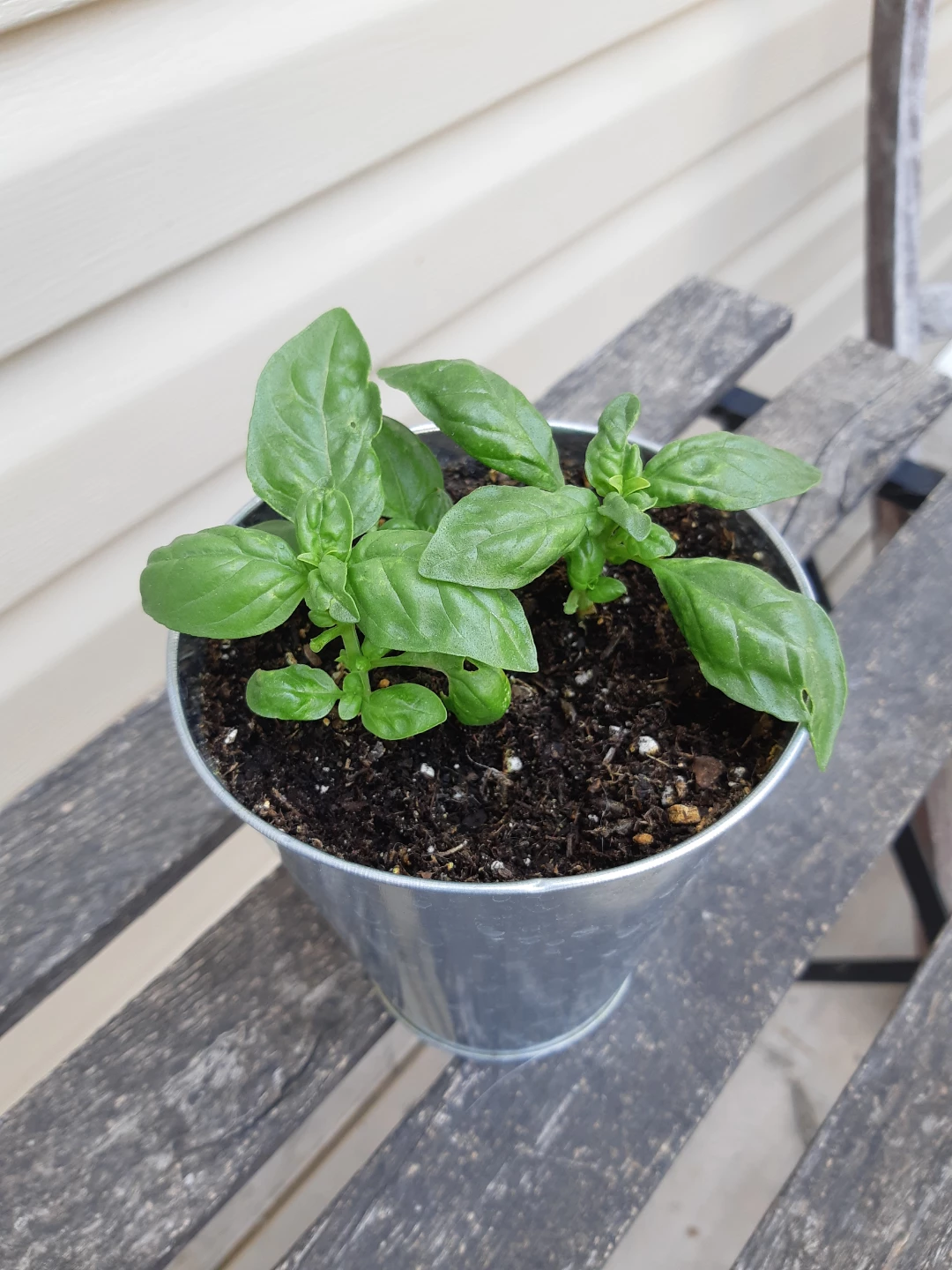 Basil planter