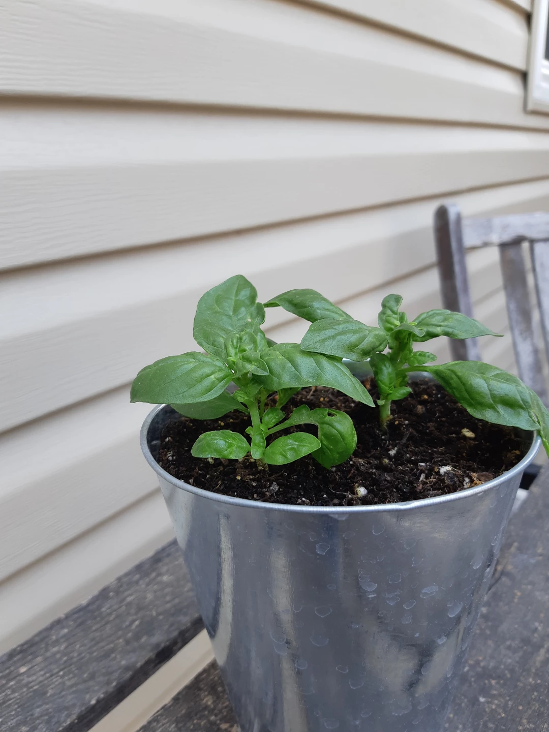Basil planter - photo 2