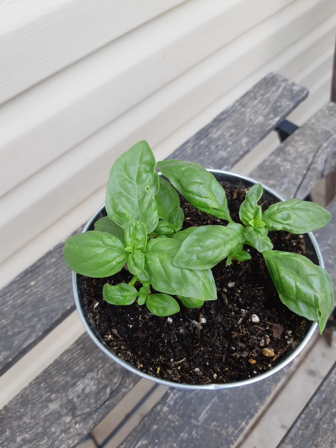Basil planter - photo 3