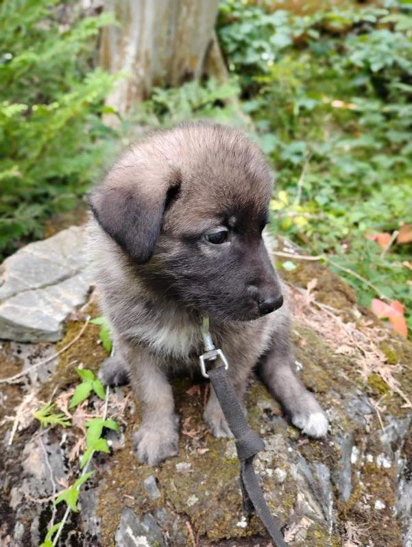 Looking for good Homes  for 6 to 8 week old pups - photo 3