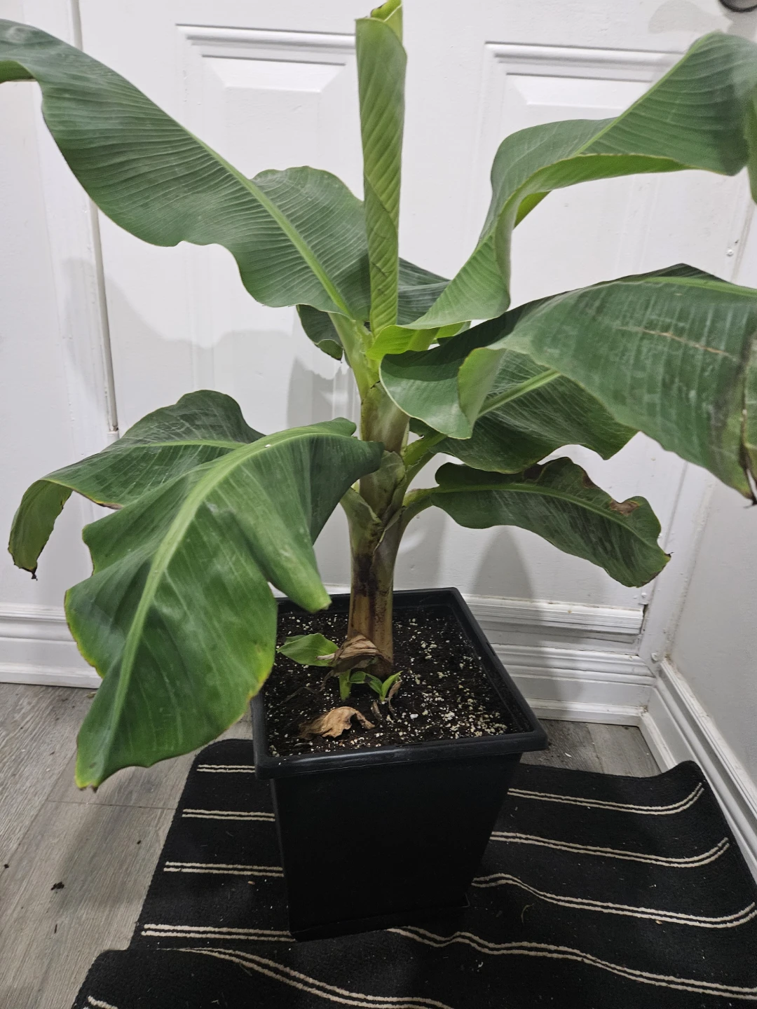 Banana Tree Plant in 3 gallon pot - photo 2