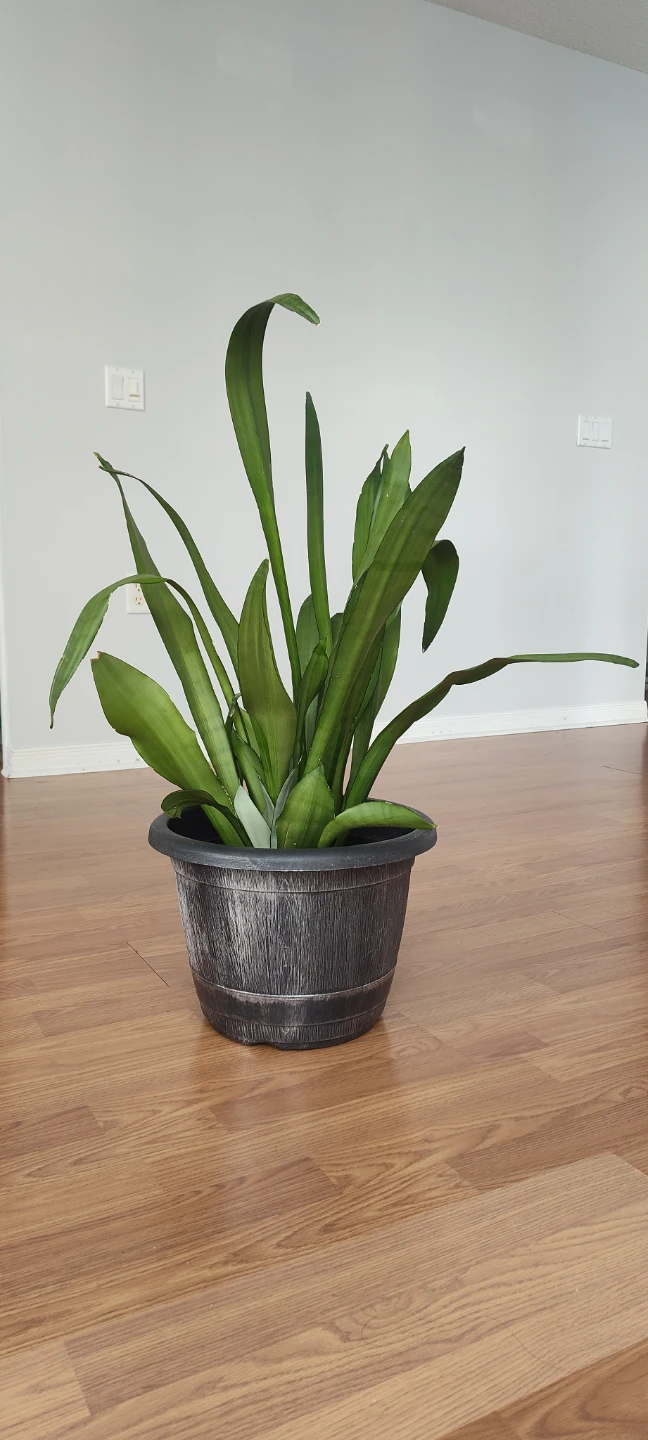 Snake Plant - 90 cm in height