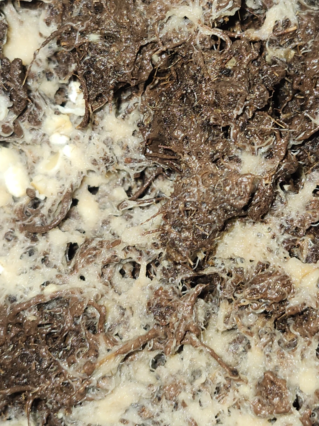 14oz grindal worms starter culture - photo 2