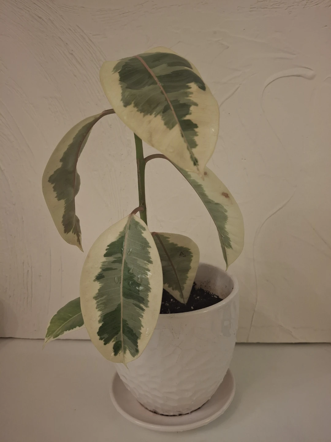 Ficus Teneke Plant - photo 3