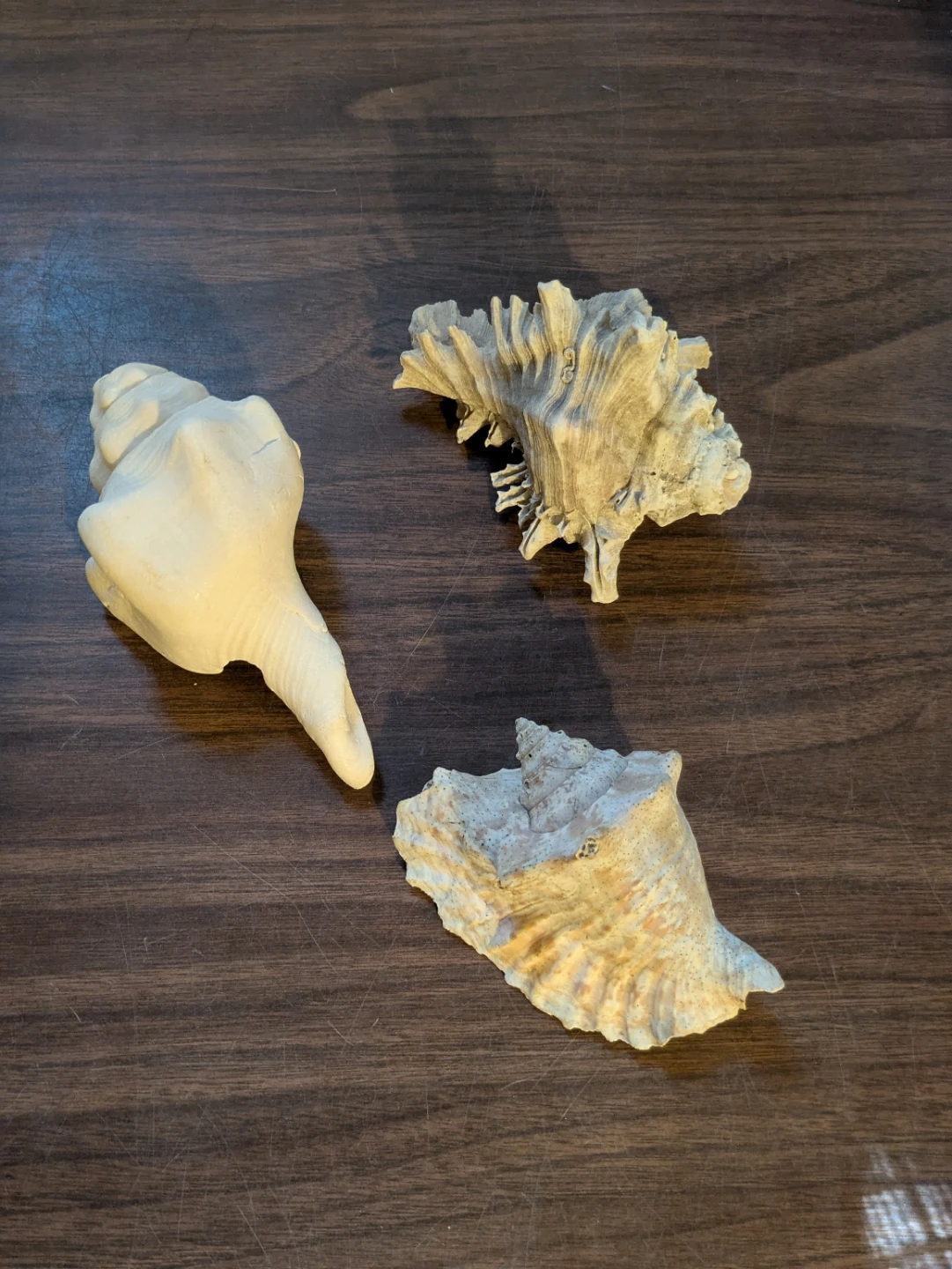 Assorted Decorative Seashells