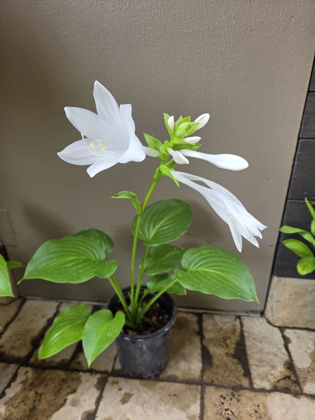 Potted Hosta Plant